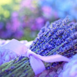 lavendel81