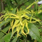 ylang10162-8002
